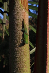 Phelsuma laticauda laticauda