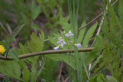 Cardamine pratensis