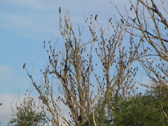 Sturnus vulgaris
