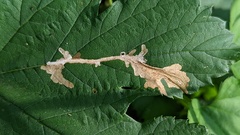 Cosmopterix zieglerella