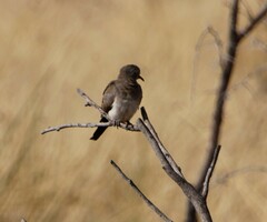 Oena capensis capensis