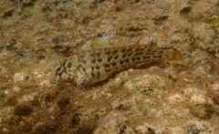 Parablennius sanguinolentus