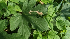 Cosmopterix zieglerella