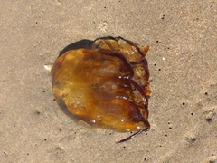 Chrysaora fuscescens