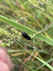 Harpalus pensylvanicus