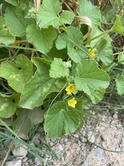 Cucumis melo