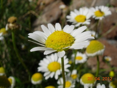 Anthemideae