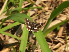 Spialia