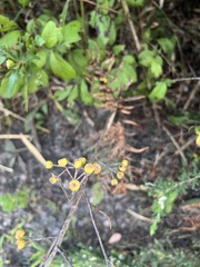 Aronia arbutifolia