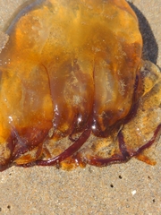 Chrysaora fuscescens