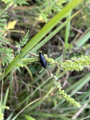 Harpalus pensylvanicus