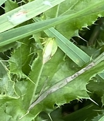 Stictocephala bisonia