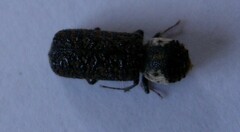 Amphicerus bimaculatus