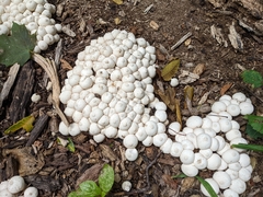 Lycoperdaceae