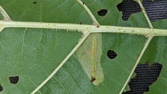 Phyllonorycter rajella