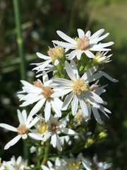 Symphyotrichum urophyllum