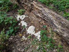 Lycoperdaceae