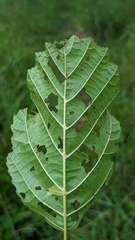 Phyllonorycter rajella