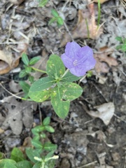 Ruellia caroliniensis