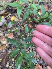 Persicaria longiseta