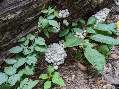 Lycoperdaceae