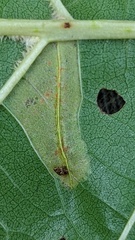 Phyllonorycter rajella