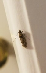 Amydria effrenatella