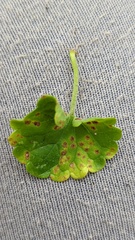 Puccinia glechomatis