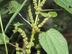 Neolasioptera boehmeriae