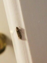 Amydria effrenatella