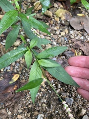Persicaria longiseta
