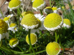 Anthemideae
