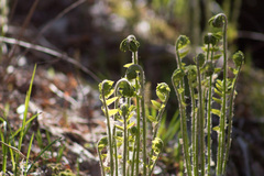 Osmunda claytoniana