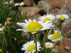 Anthemideae