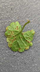 Puccinia glechomatis