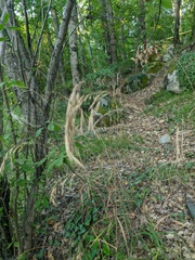Bromus benekenii