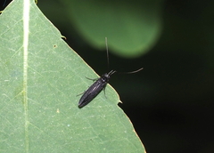 Coleophora mayrella