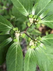 Euphorbia dentata