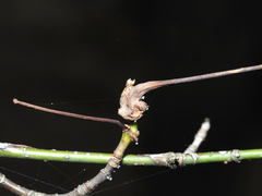 Contarinia negundinis
