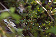 Chrysosplenium americanum