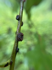 Kokkocynips difficilis