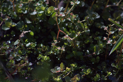 Chrysosplenium americanum