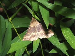 Renia discoloralis