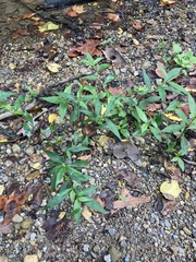 Persicaria longiseta