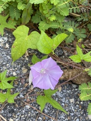 Ipomoea cordatotriloba