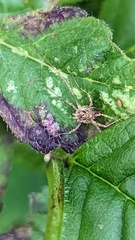 Paroligolophus agrestis