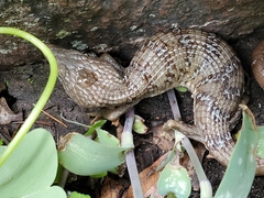 Gerrhonotus infernalis