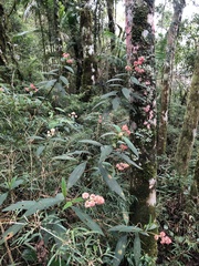 Miconia melastomoides