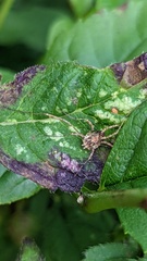 Paroligolophus agrestis