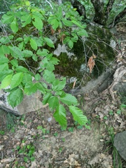 Carpinus orientalis